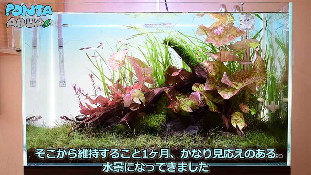 1カ月後、いい感じの水景になってきました