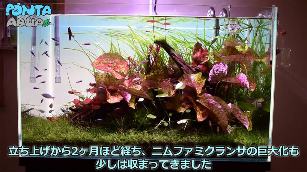 2カ月後、この水槽が最も美しかった時なのだとか
