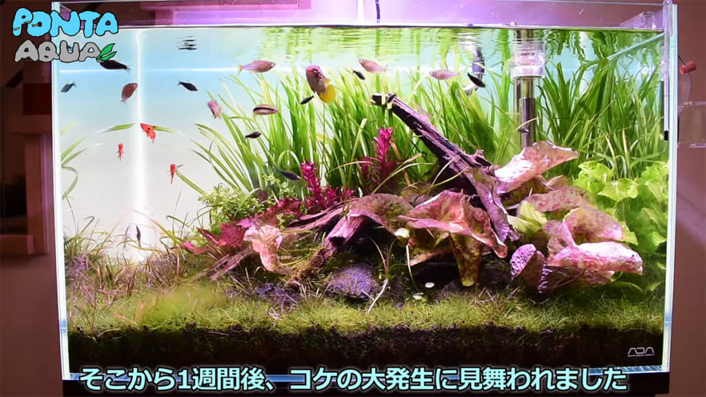 底床肥料を入れて1週間後、水槽がコケまみれに