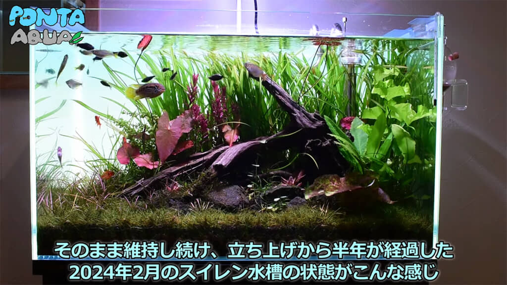 半年後には多くの水草がボロボロになってしまいました