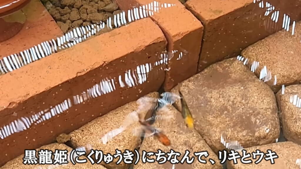 オスの方を「リキ」、メスの方を「ウキ」と命名