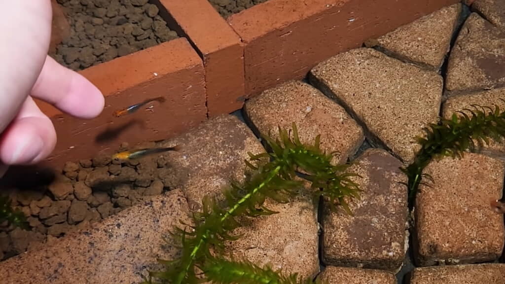 動かす指に近づいてくるウキとリキに「あー、かわいいかわいい！　あー、きたきた！」と大喜び