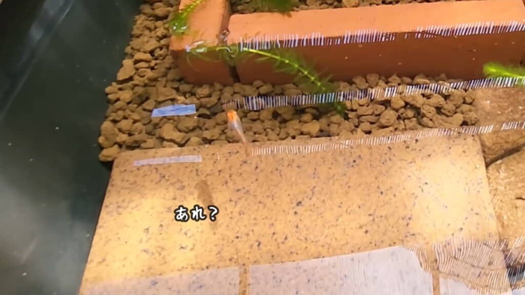 ウキを探して泳ぎ回るリキ