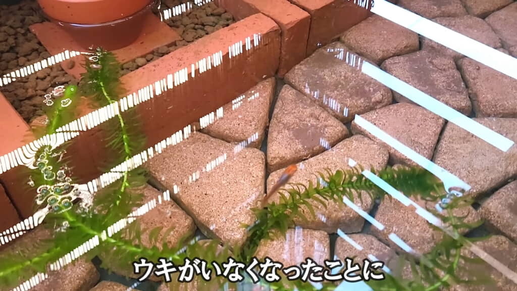 ほとんど身動きせず無気力に浮かぶリキ