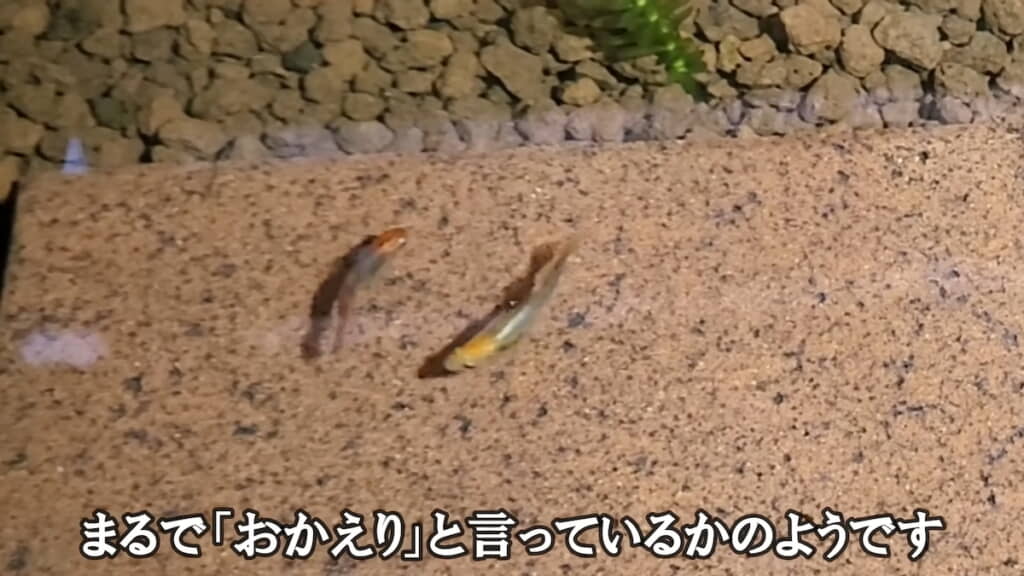 うれしそうに寄り添うリキとウキ