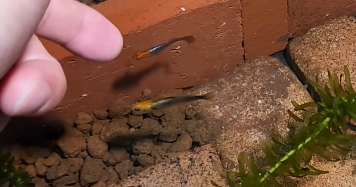 ひとりぼっちだったオスのメダカ、“妻”を迎えるも2週間後……　驚きの光景に「泣いた」「こんなに感情豊かなんですね」（1/3） | その他生き物 ねとらぼ