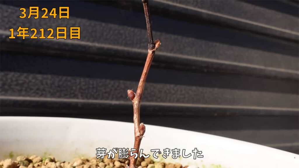 冬を超え、芽が膨らんできました