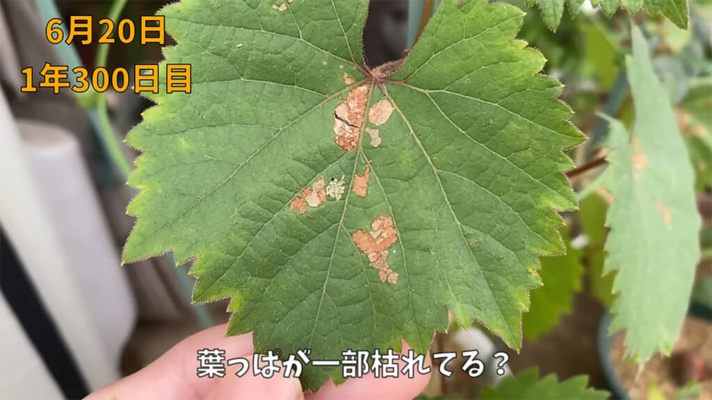 葉が枯れている原因は虫でした