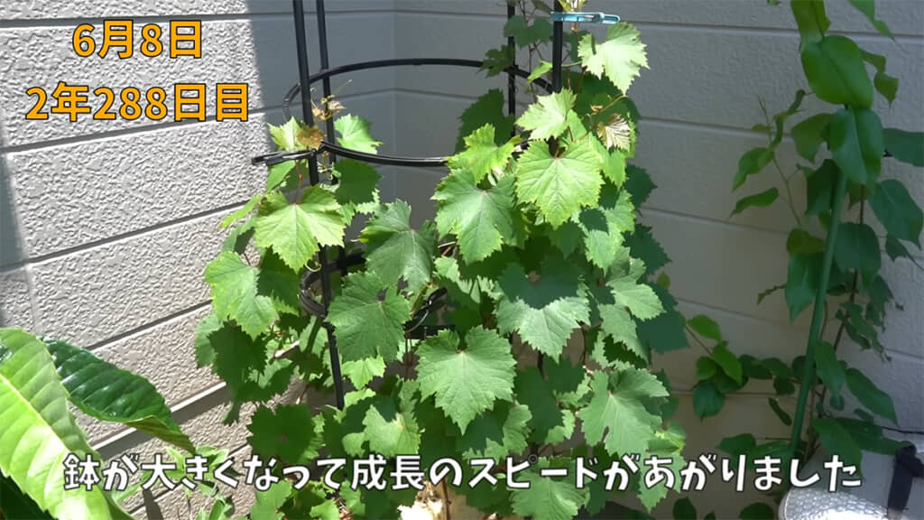 すくすく成長していますが、花は咲かないようです