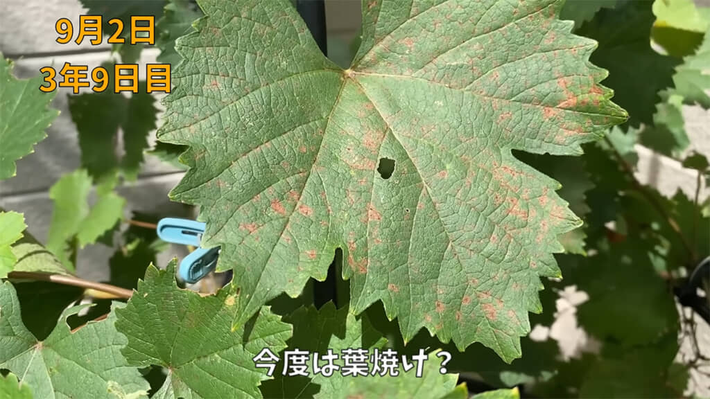 今度は葉焼けが起きてしまいました