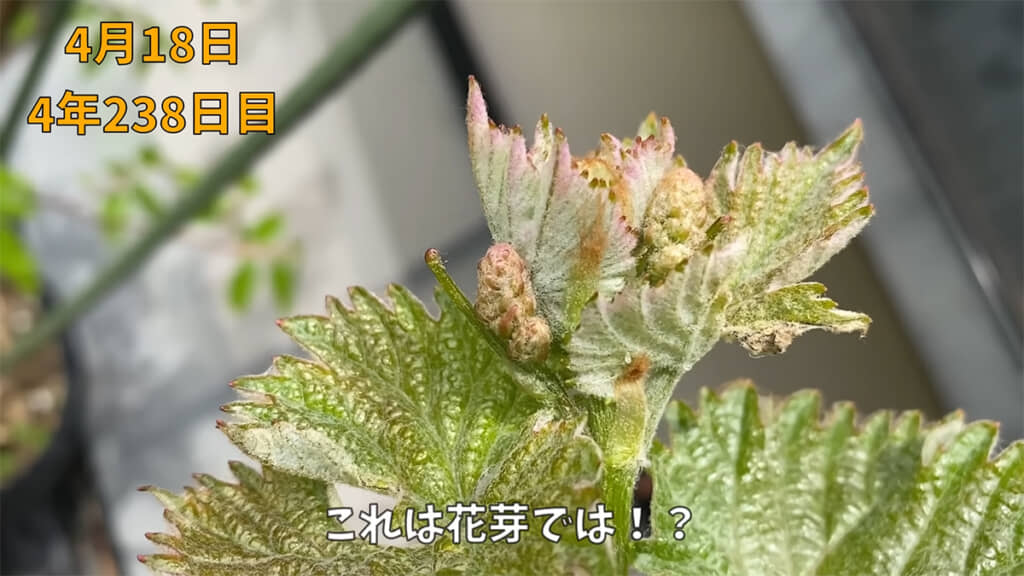 ついに念願の花芽が……！！
