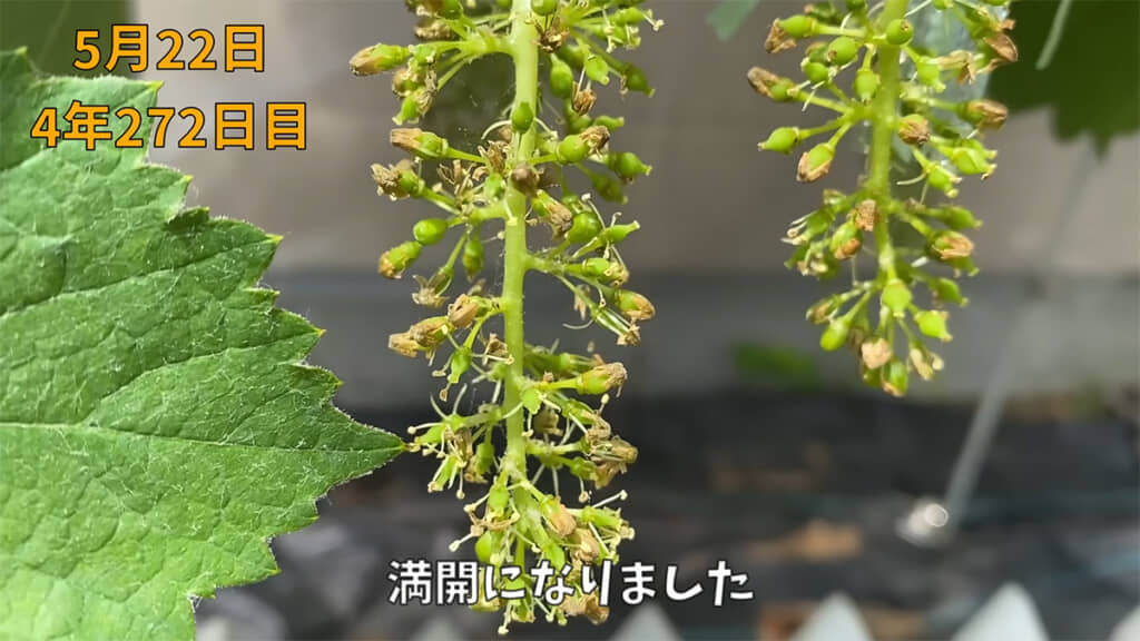 ブドウの花が満開になりました