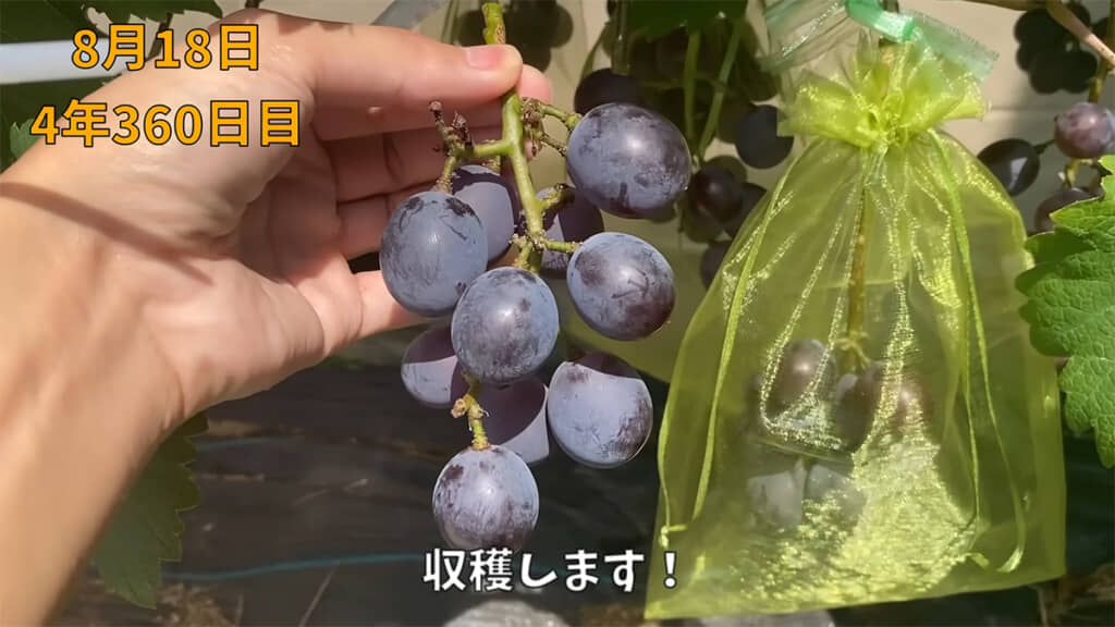 ついに収穫の時を迎えました！