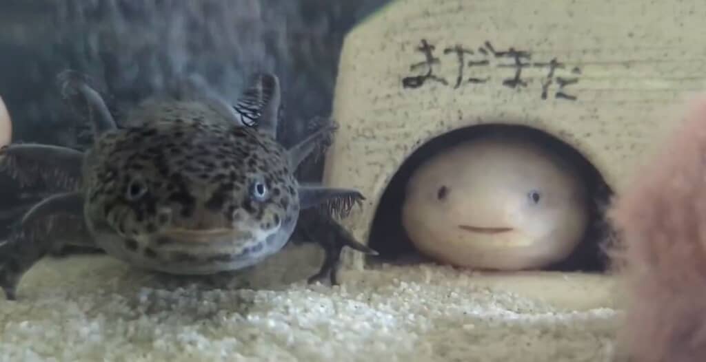 まだらくんと、うたた寝しているウパ坊くん