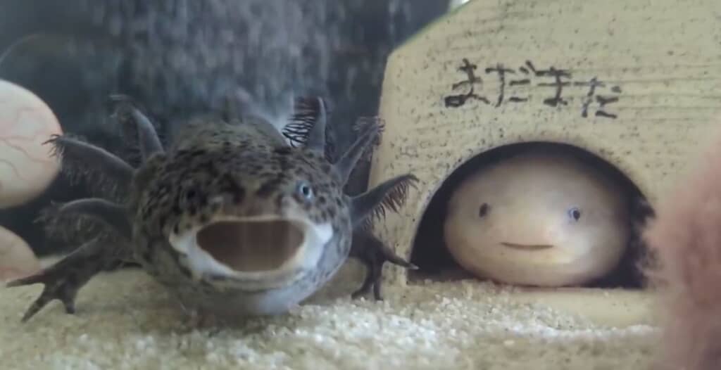 あくびするまだらくん