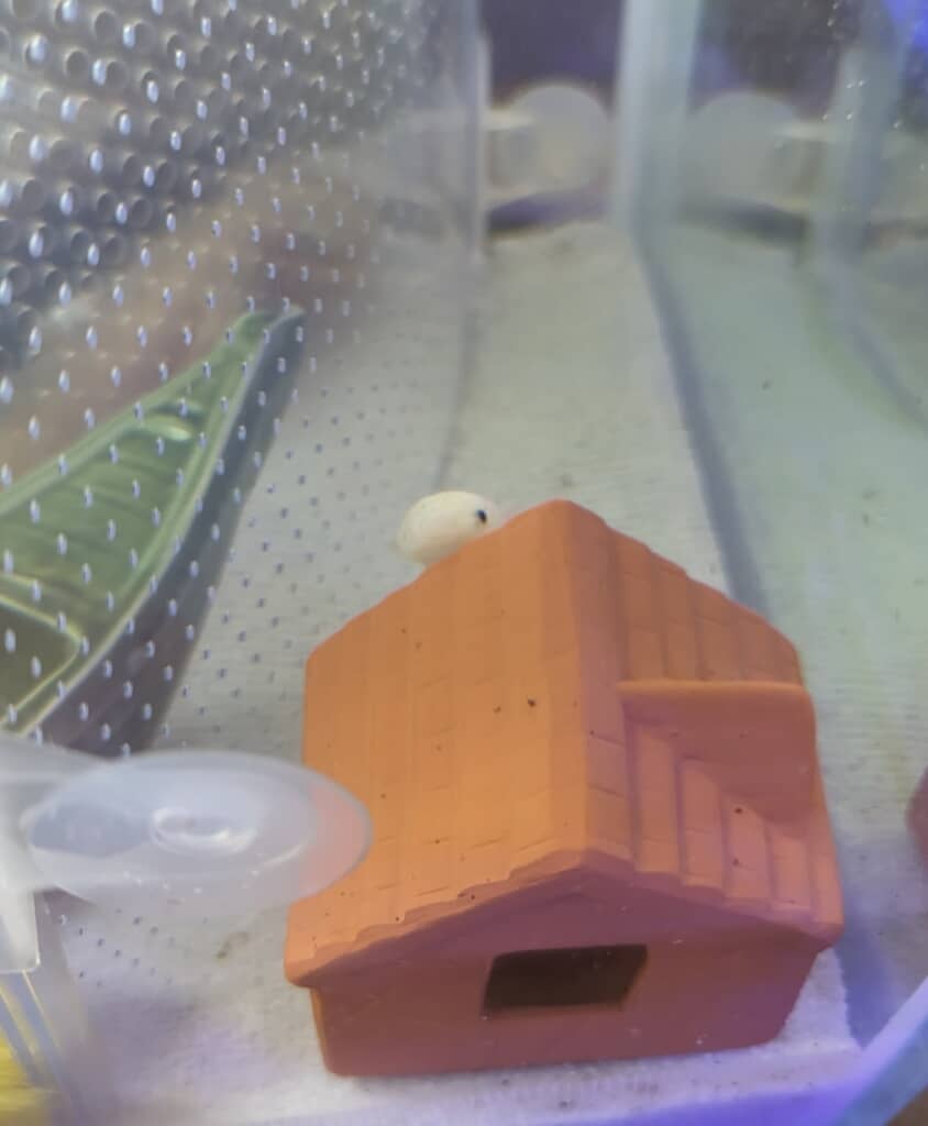 チラ見えするマサムネくん