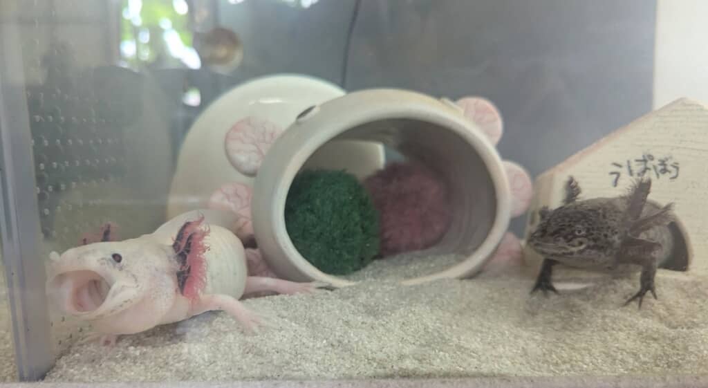 マサムネくんのあくびを見守るまだらくん