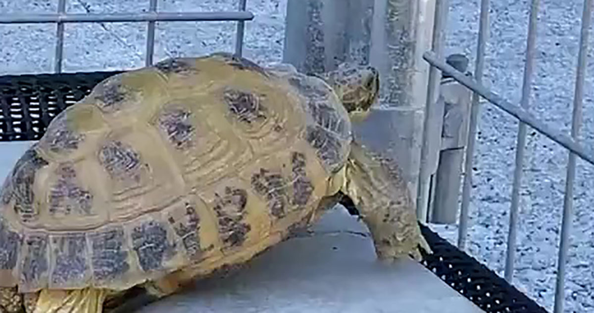 「飼育員は見た！」　脱走しようとするカメ→まさかの“協力者”に「友情ってあるんだね」「世界一かわいい共謀ww」（1/3） | その他生き物 ねとらぼ