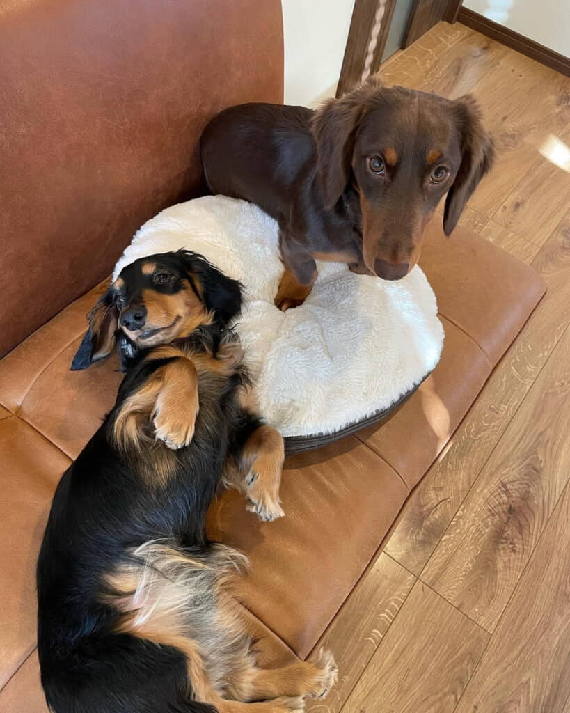 お家にはワンちゃんが2匹います