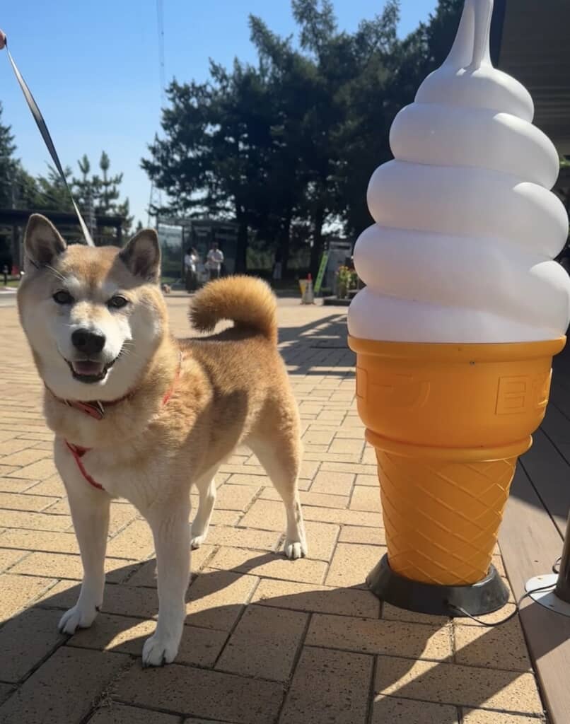 柴犬のぱんくん