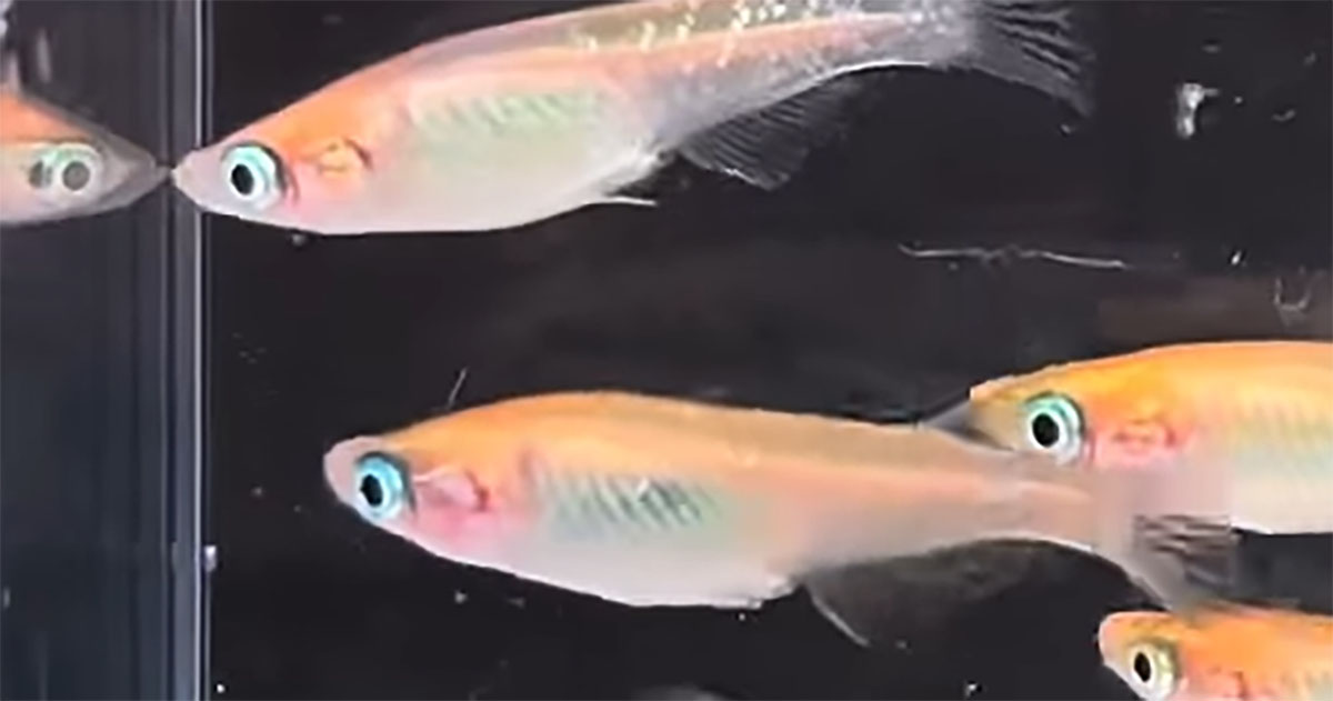 特徴の違うメダカを掛け合わせると……「すごい！」　驚きの姿の連続に「こんなにも」「興味深いですね」（1/3） | その他生き物 ねとらぼ