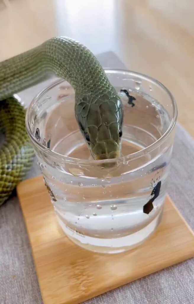 飼い主が飲もうと思っていたコップの水に口をつけるアオダイショウ