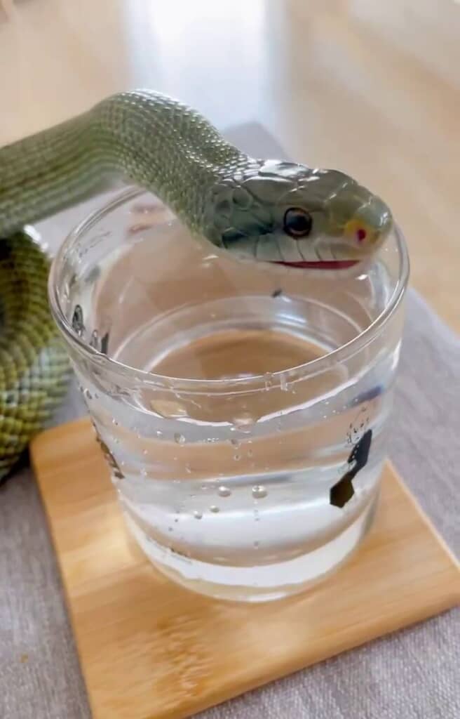 飲み終わって頭を上げて口を小さく開くアオダイショウ