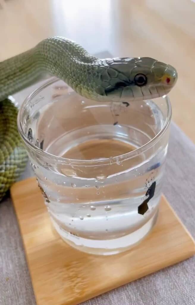 飲み終わって遠くを見ているアオダイショウ