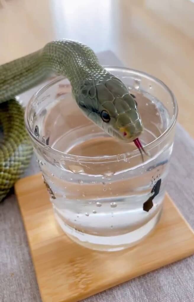 舌を出し入れするアオダイショウ