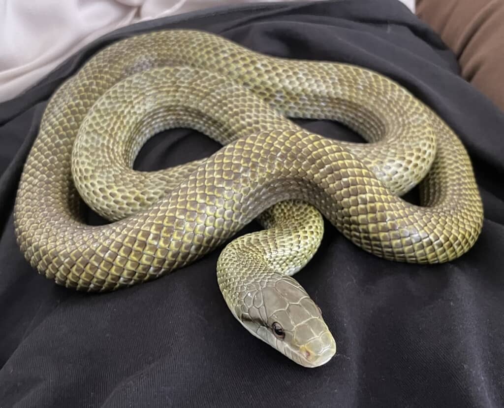 飼い主の腹の上に乗っているアオダイショウ