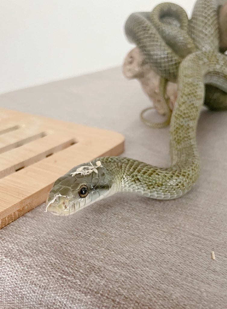 ストレス解消のため室内を散歩するアオダイショウ