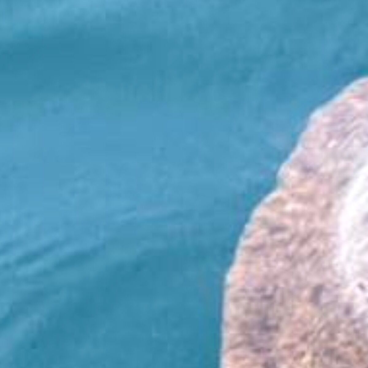 琵琶湖に浮かんでいた“茶色の物体”→よく見ると……　まさかの生き物で大興奮「初めて見た！」「ツチノコかと」 | その他生き物 ねとらぼ