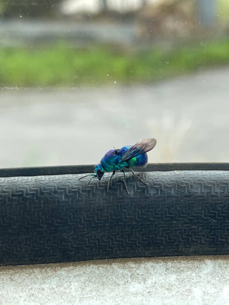 オオセイボウ（大青蜂）が車の中に!?