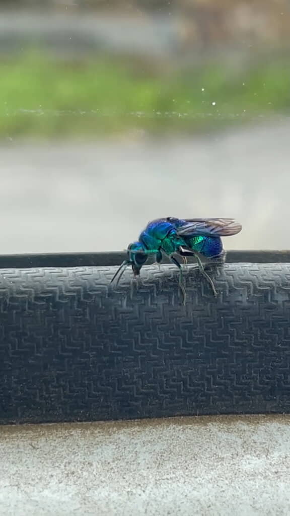 前足で顔をぬぐうような動きを繰り返す