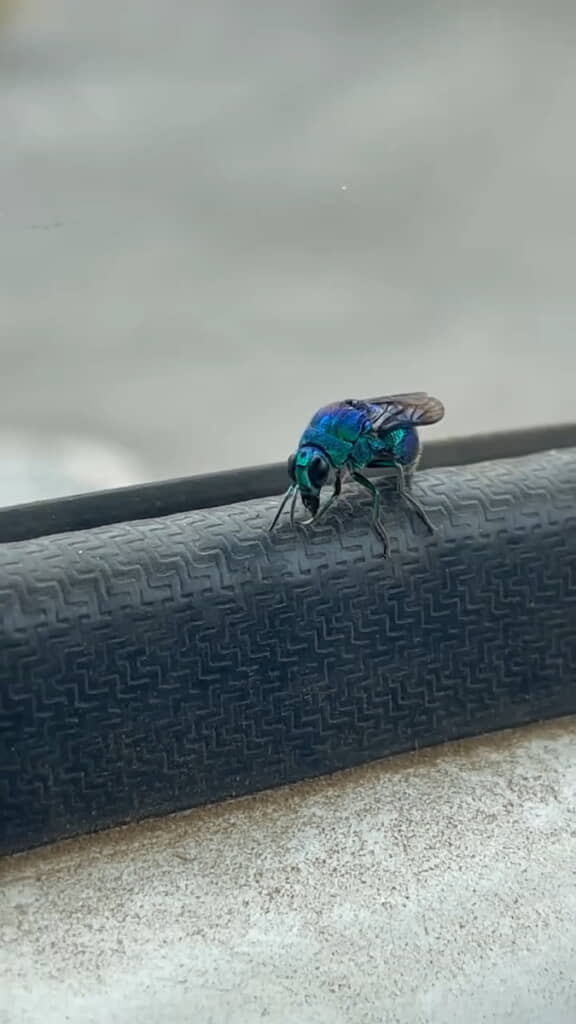 両手を擦り合わせる動きも