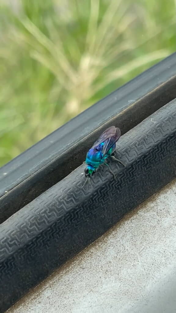 上から見るとこんな感じ