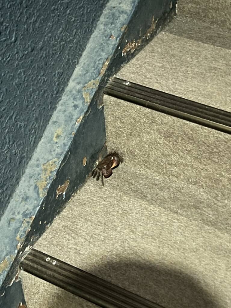 館内をうろつく野生のアカテガニ