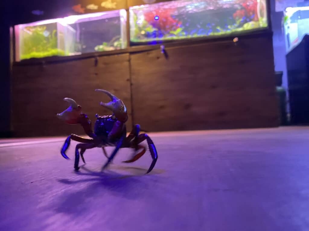 館内を堂々と移動するアカテガニ