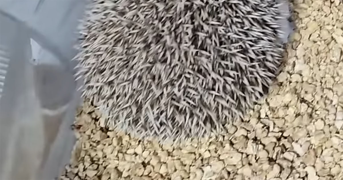 一目ぼれでお迎えしたハリネズミ→1週間後、不思議な鳴き声……　見に行くと「まってまってまって！」「これは焦る」（1/3） | 小動物 ねとらぼ