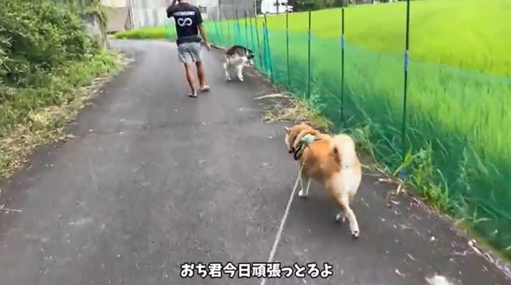 おもちくん（手前）も一緒にお散歩に出ます