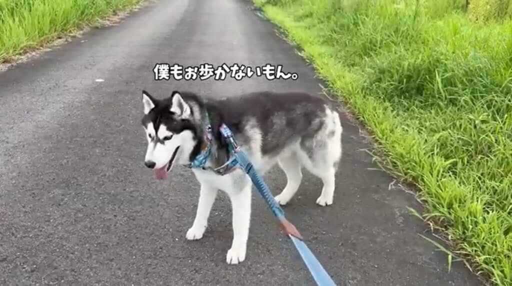 おこめくんが立ち止まってしまいました