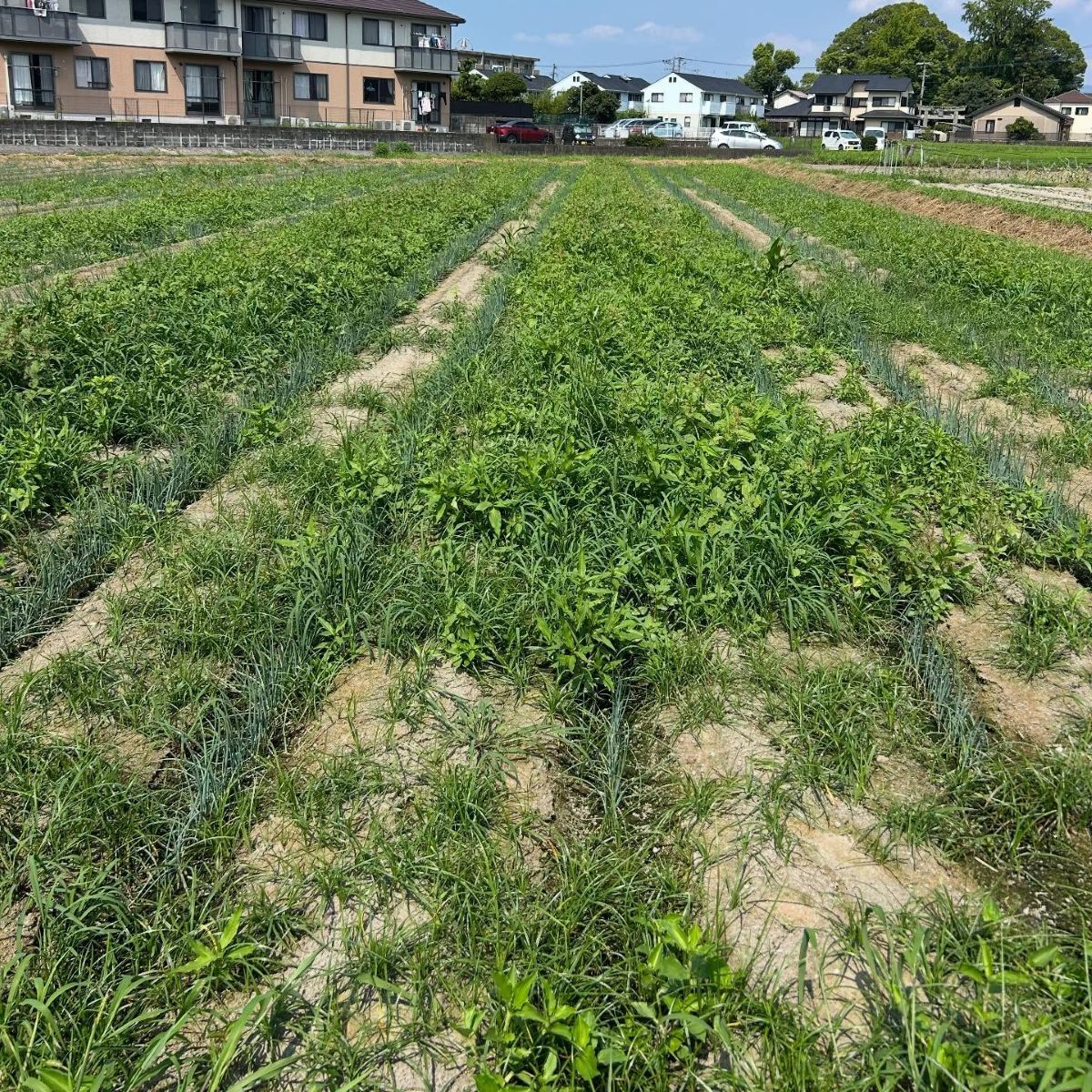 雑草ボーボーの畑→24歳男性が本気出すと……　たった1週間で“まさかの光景”に「すごっ！」「こんな綺麗に」 | ライフスタイル ねとらぼ