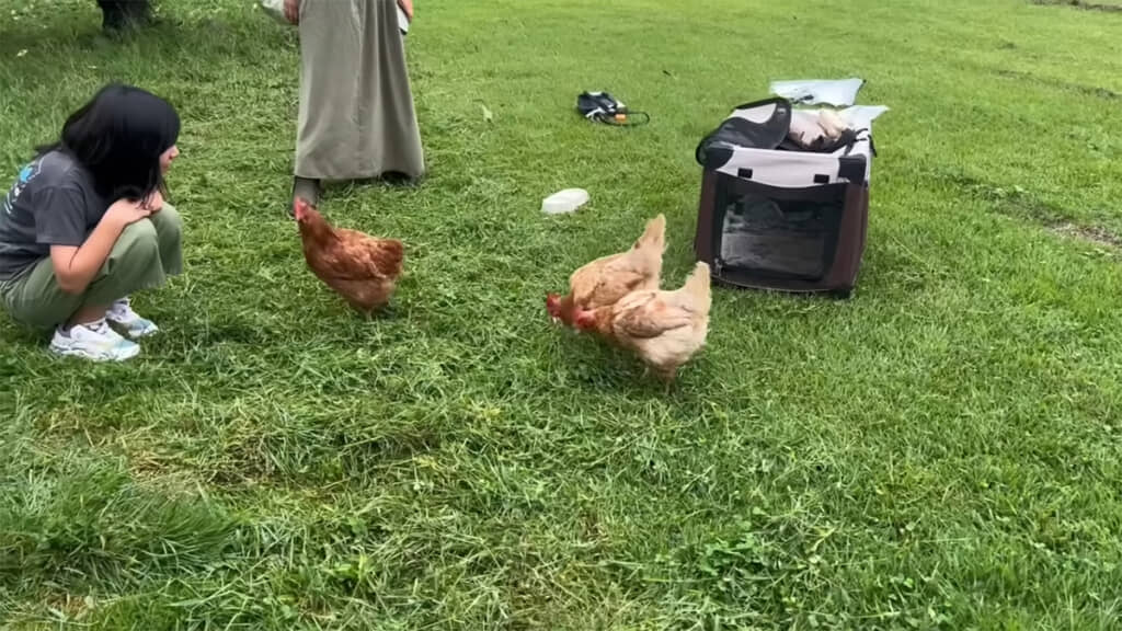 2人で3羽の廃鶏をお迎えしました