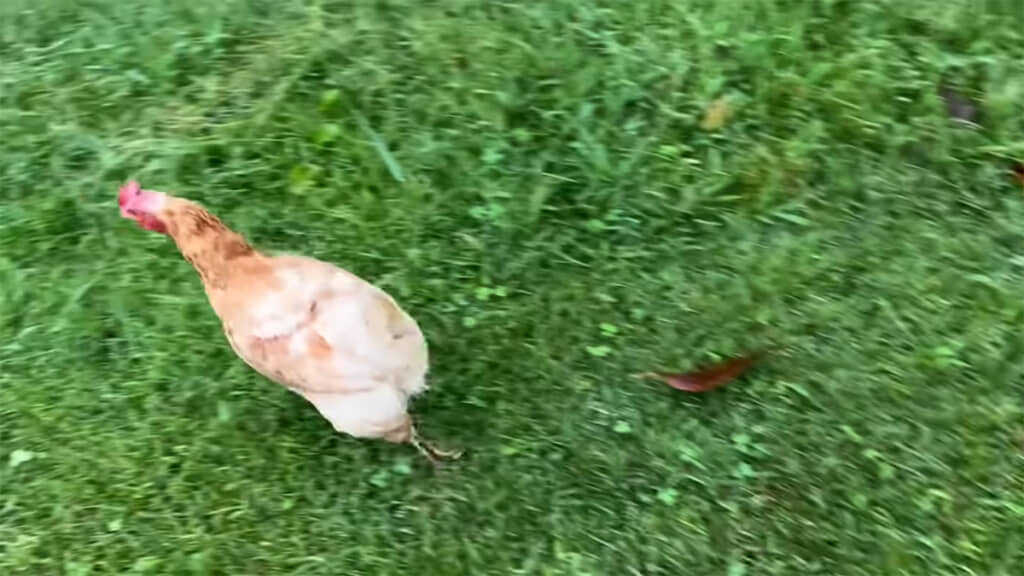 事前に聞いていた通り、気が弱いようです