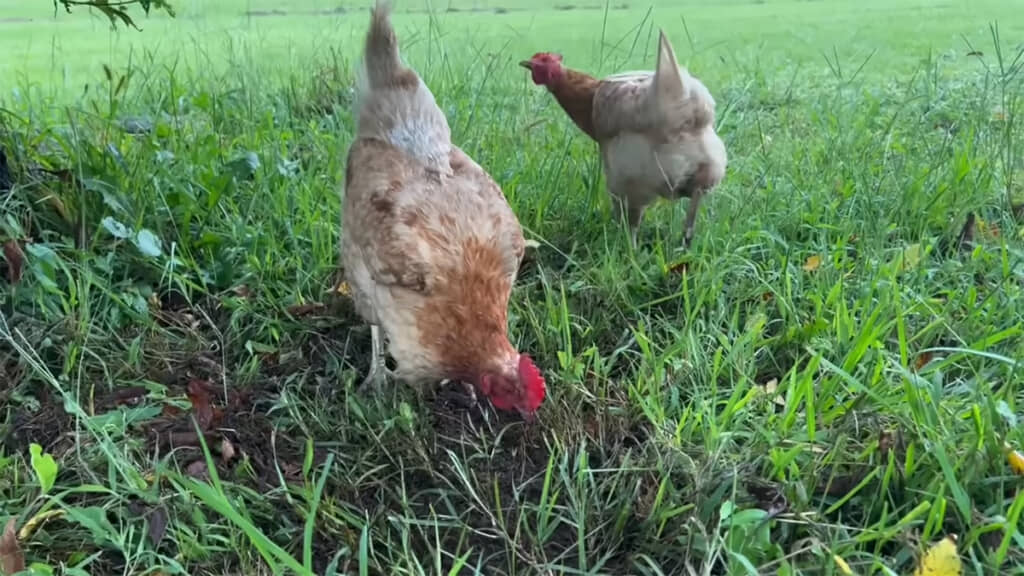 思い思いに土を蹴り、草や土をついばみます