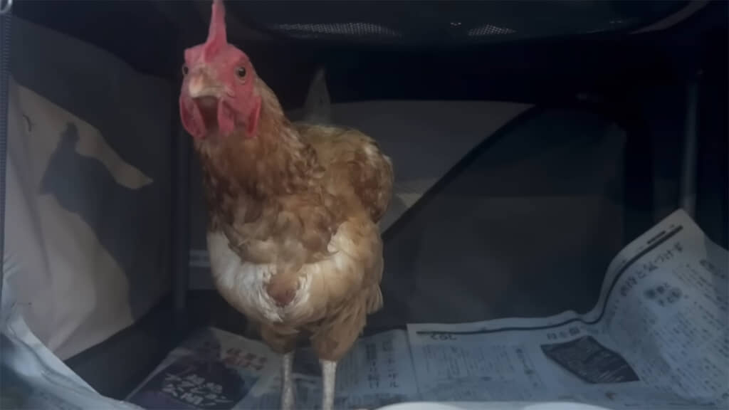 最後にはかわいい表情を見せてくれました