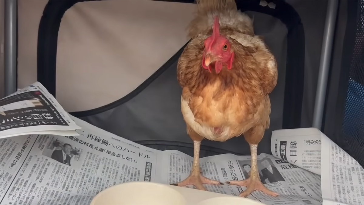 産卵率が落ち、「廃鶏」となったニワトリ→家族に迎え入れたら……　「感動しました」「本当に感謝です」と反響（1/3） | その他生き物 ねとらぼ