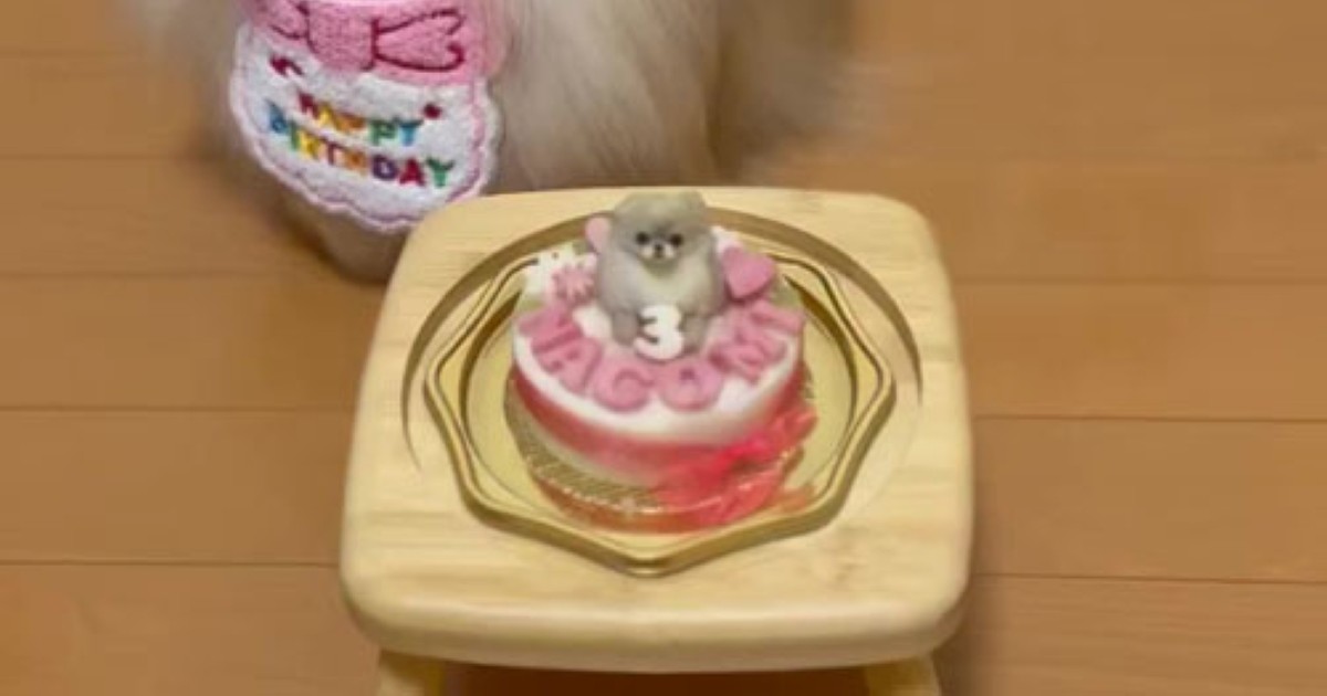 ポメラニアンに誕生日ケーキをプレゼント→「こんなことされたら……」　“予想外の行動”に「ああーもう！」「笑った」（1/2） | 犬 ねとらぼ