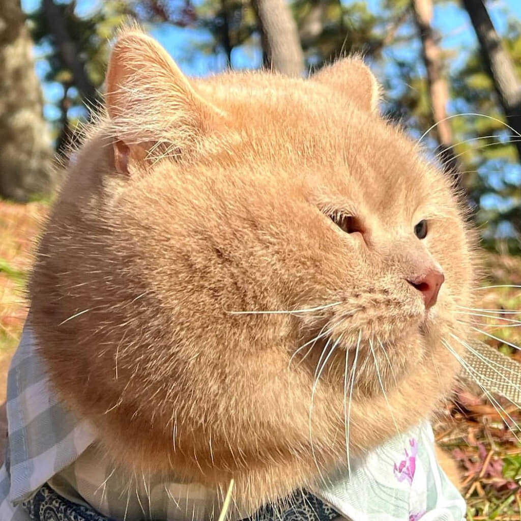 きれいにまん丸なブランくん