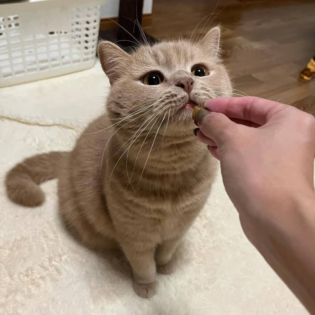 普段のブランくんがこちら